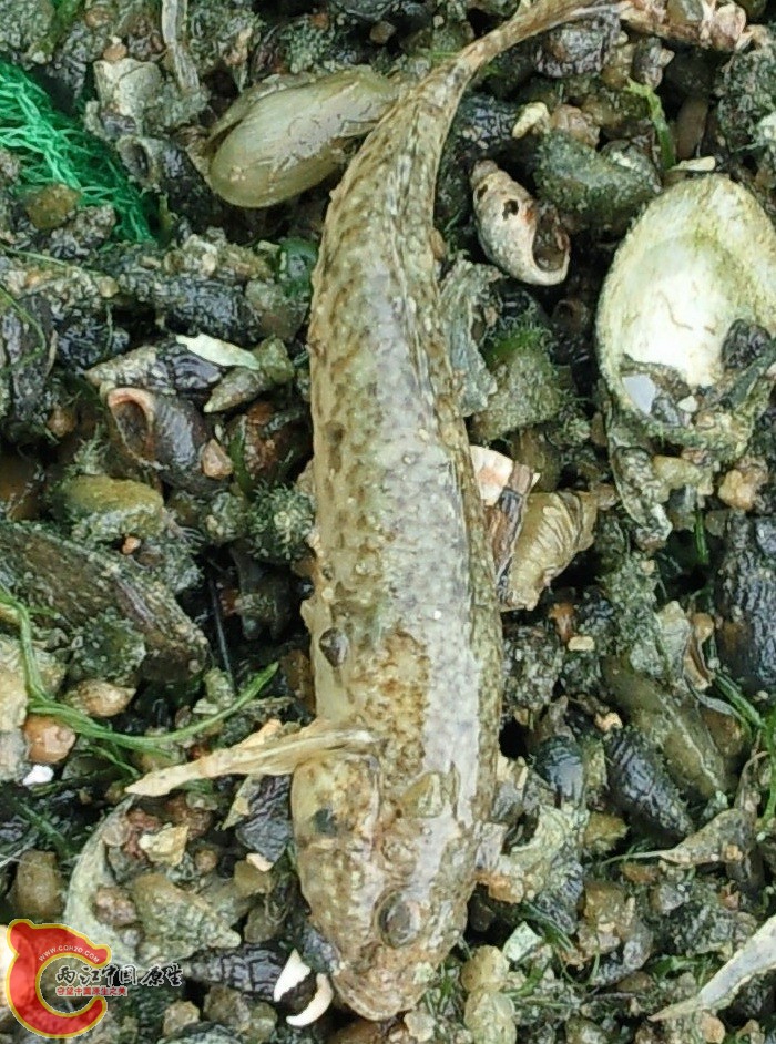 长约7厘米的拟爪哇虾虎.jpg