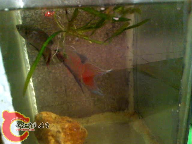 (20120519027.mp4)[00.00.01.77].jpg