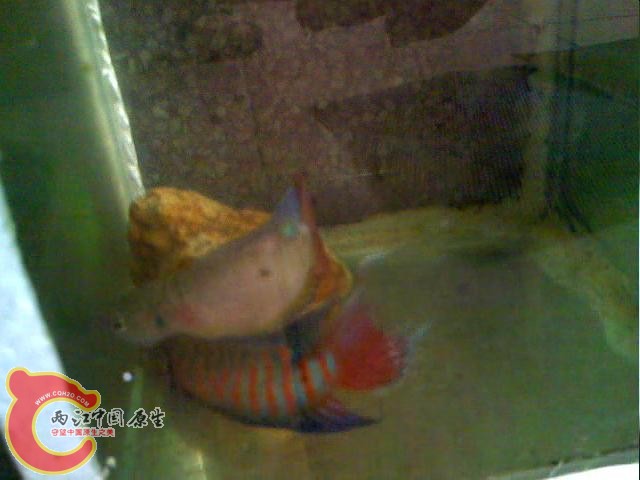 (20120519027.mp4)[00.02.16.116].jpg