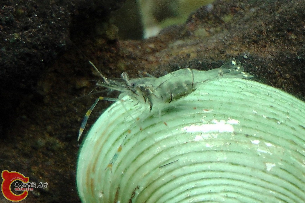 虾2-求鉴别3.jpg