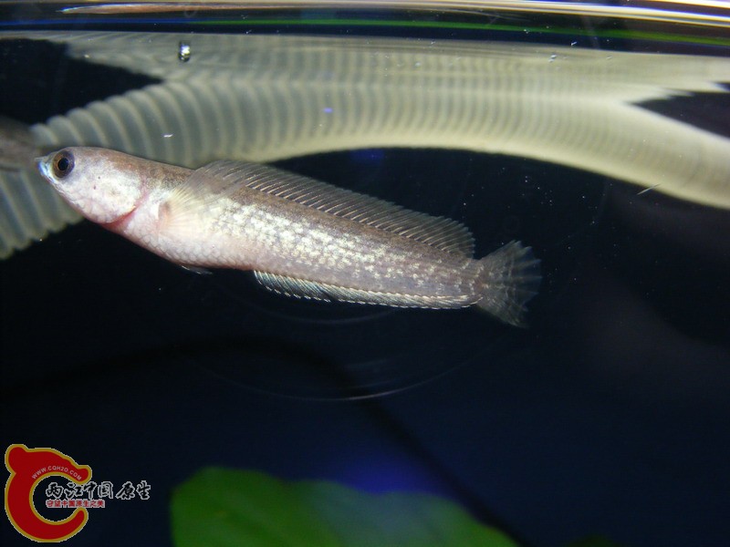 腹鳍的一抹蓝啊