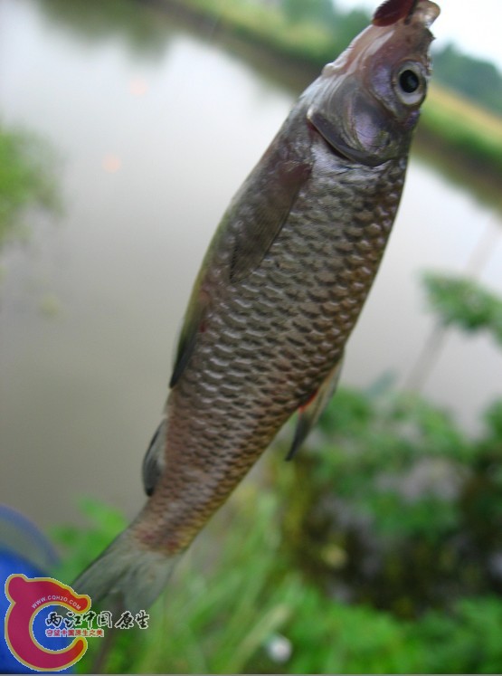 TC-N.jpg