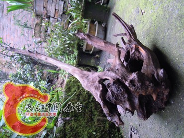 DSCN0979.jpg