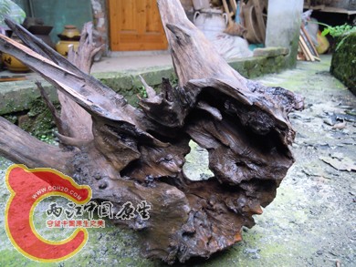 DSCN0981.jpg