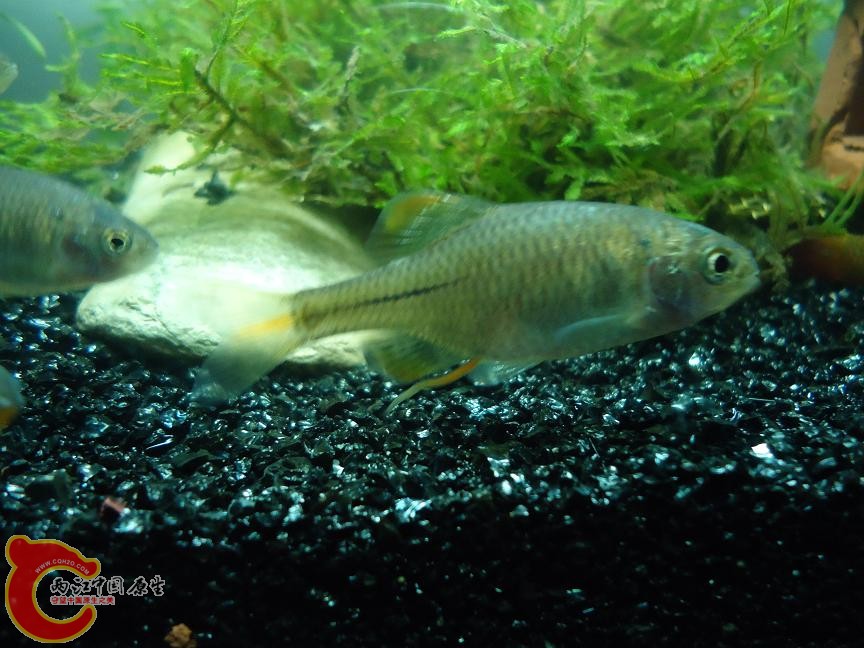 母鱼，有产卵管