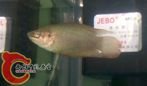 这斗鱼是公的还是母的