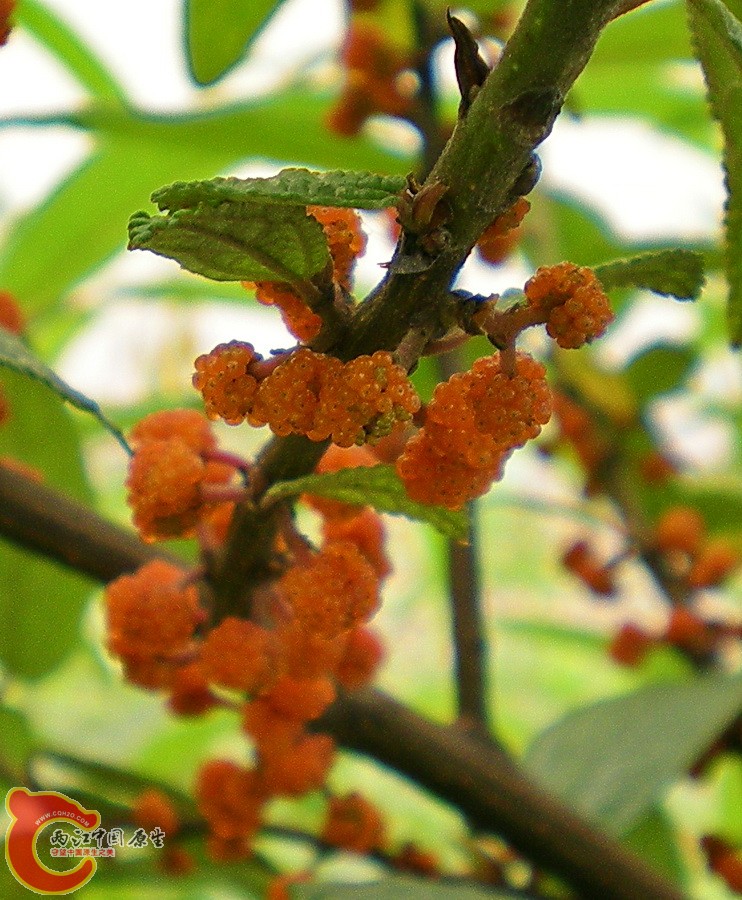 DSCN3947.JPG DSCN3947.JPG