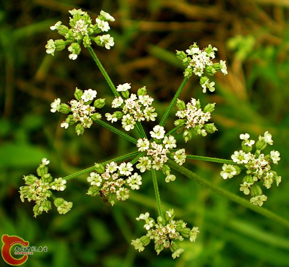 DSCN3961.JPG DSCN3961.JPG