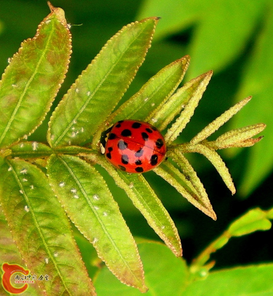 DSCN3966.JPG DSCN3966.JPG