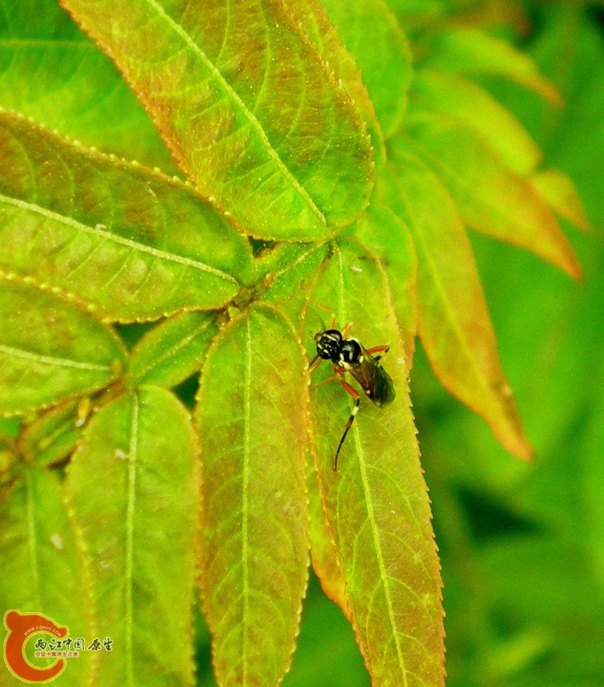 DSCN3967.JPG DSCN3967.JPG