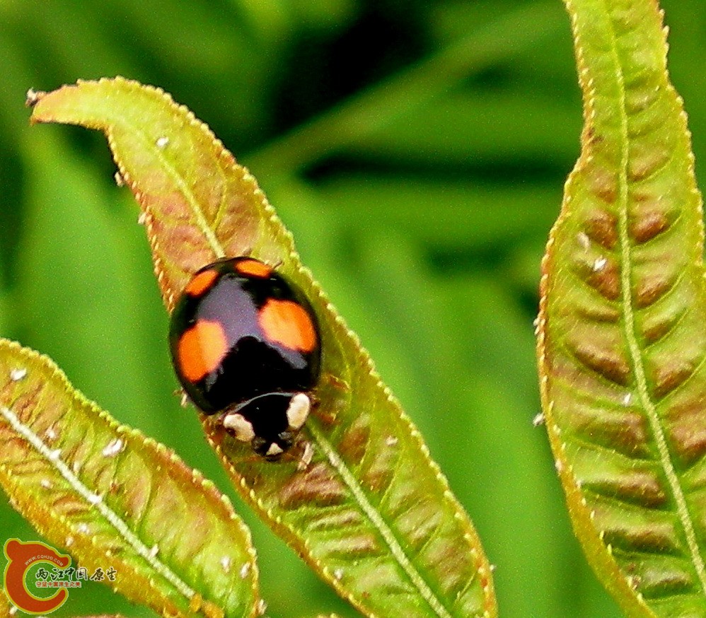 DSCN3972.JPG DSCN3972.JPG