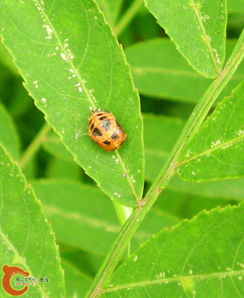 DSCN3975.JPG DSCN3975.JPG