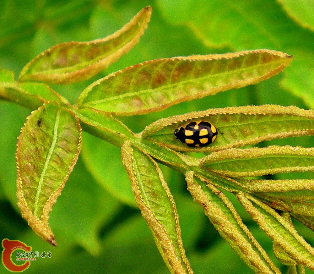 DSCN3981.JPG DSCN3981.JPG