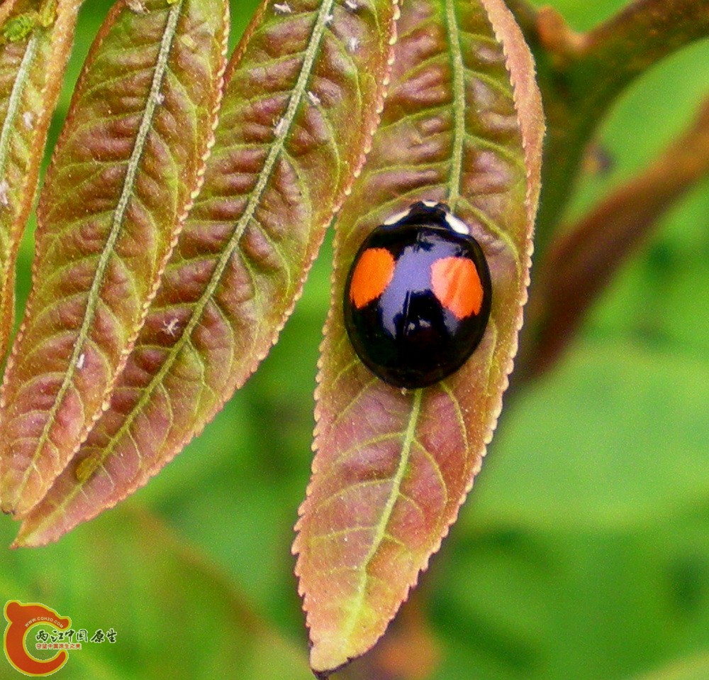 DSCN3982.JPG DSCN3982.JPG