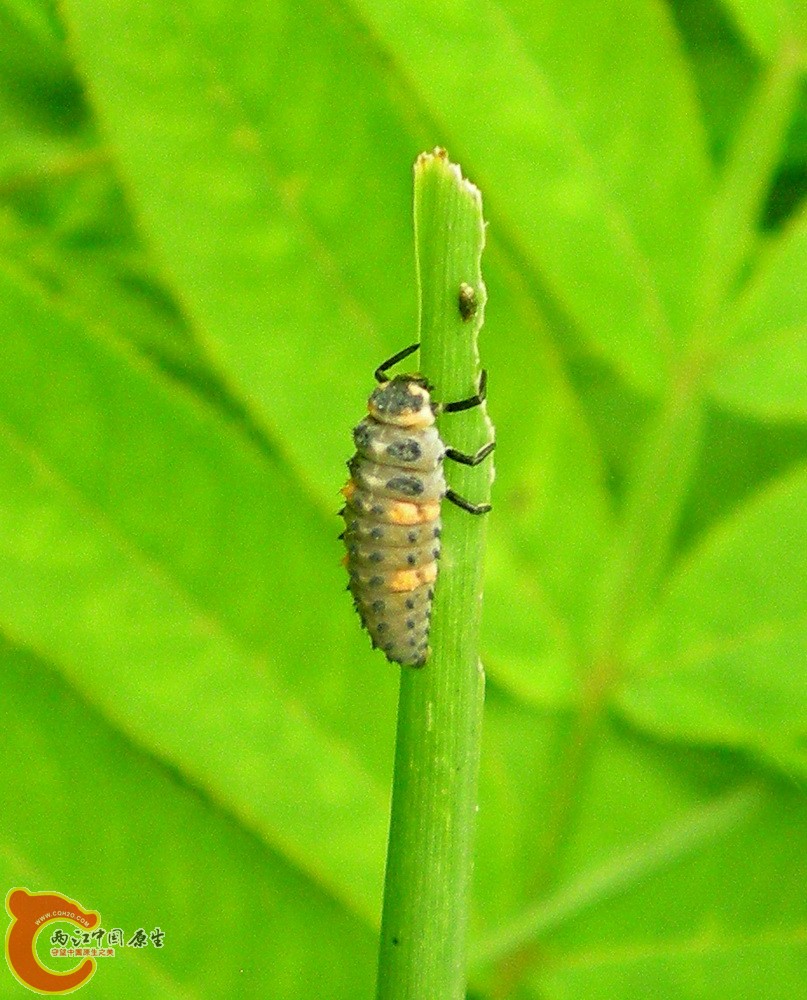 DSCN3995.JPG DSCN3995.JPG