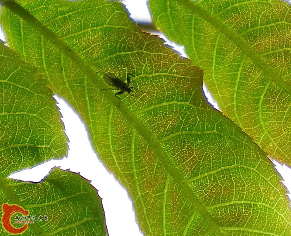 DSCN3999.JPG DSCN3999.JPG