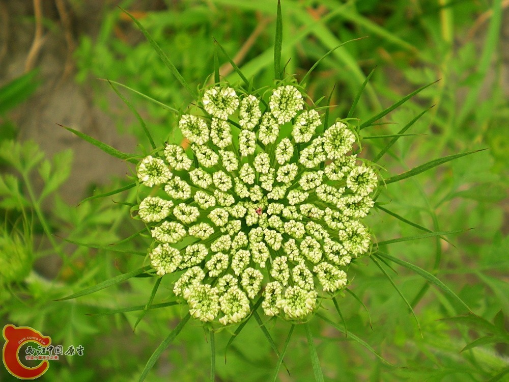 DSCN4002.JPG DSCN4002.JPG