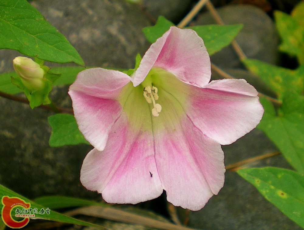 DSCN4006.JPG DSCN4006.JPG