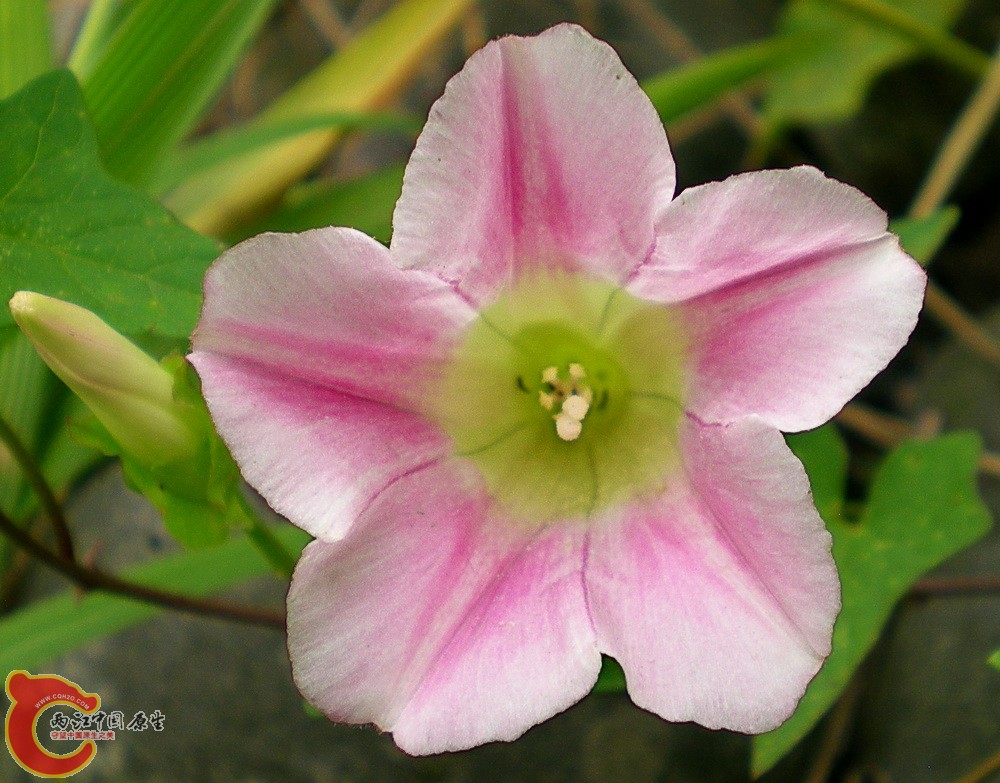 DSCN4007.JPG DSCN4007.JPG