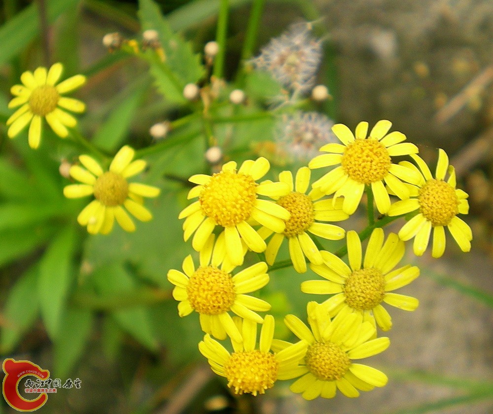 DSCN4008.JPG DSCN4008.JPG