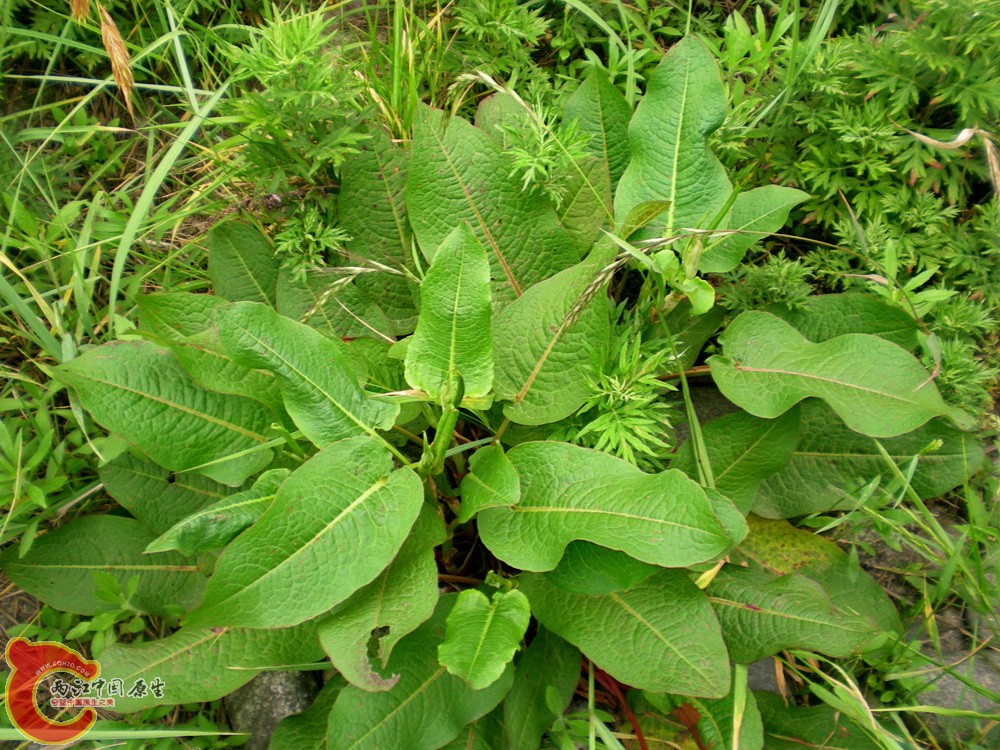 DSCN4009.JPG DSCN4009.JPG