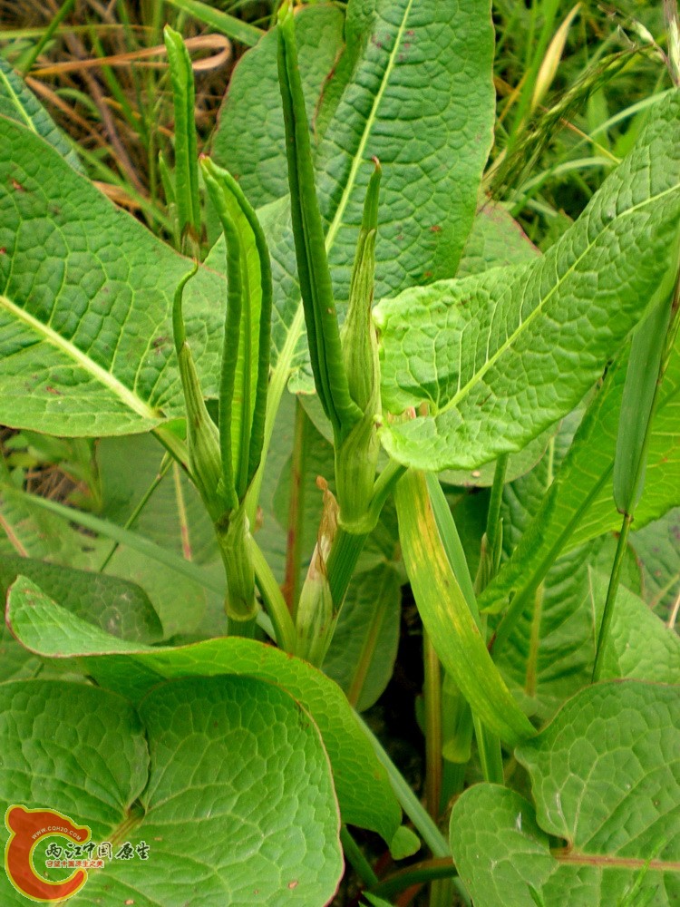 DSCN4010.JPG DSCN4010.JPG