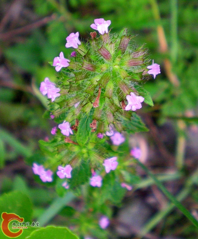 DSCN4011.JPG DSCN4011.JPG