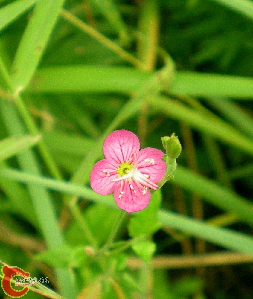 DSCN4015.JPG DSCN4015.JPG