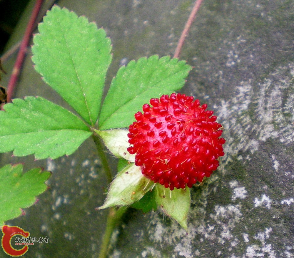 DSCN4016.JPG DSCN4016.JPG