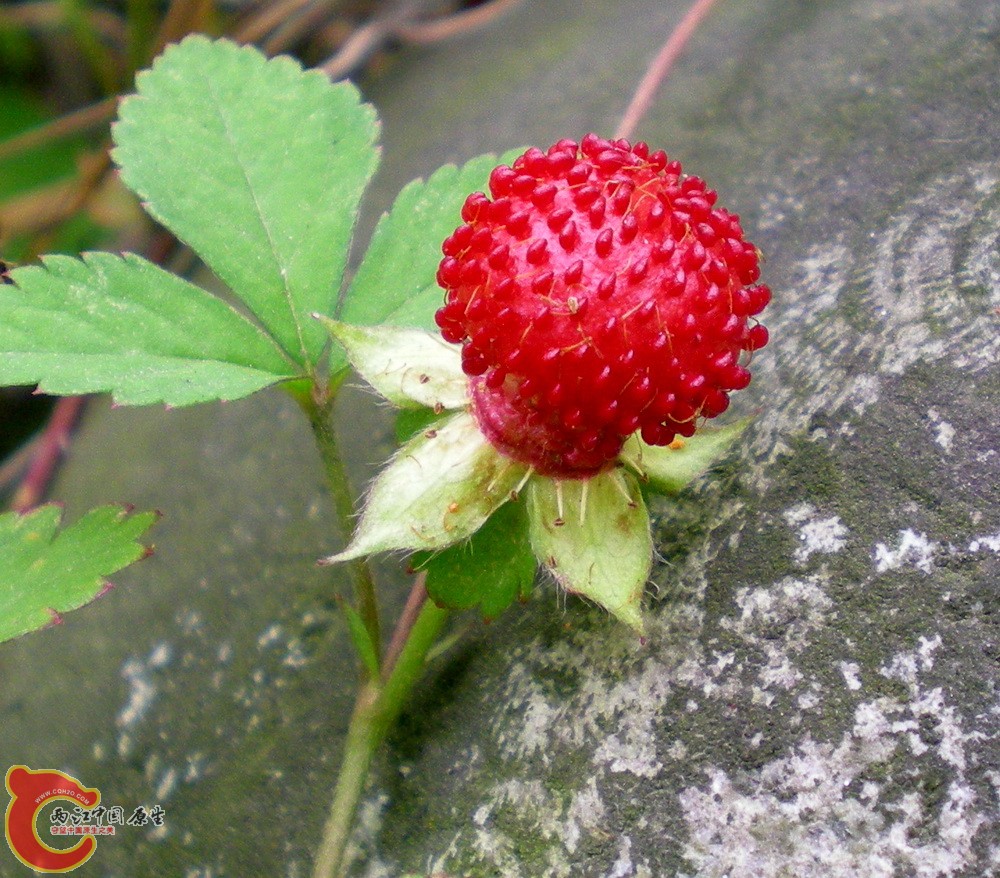 DSCN4017.JPG DSCN4017.JPG