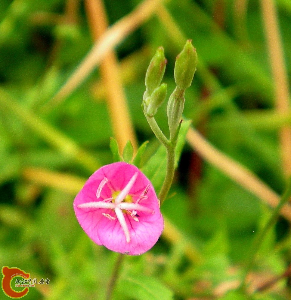 DSCN4020.JPG DSCN4020.JPG