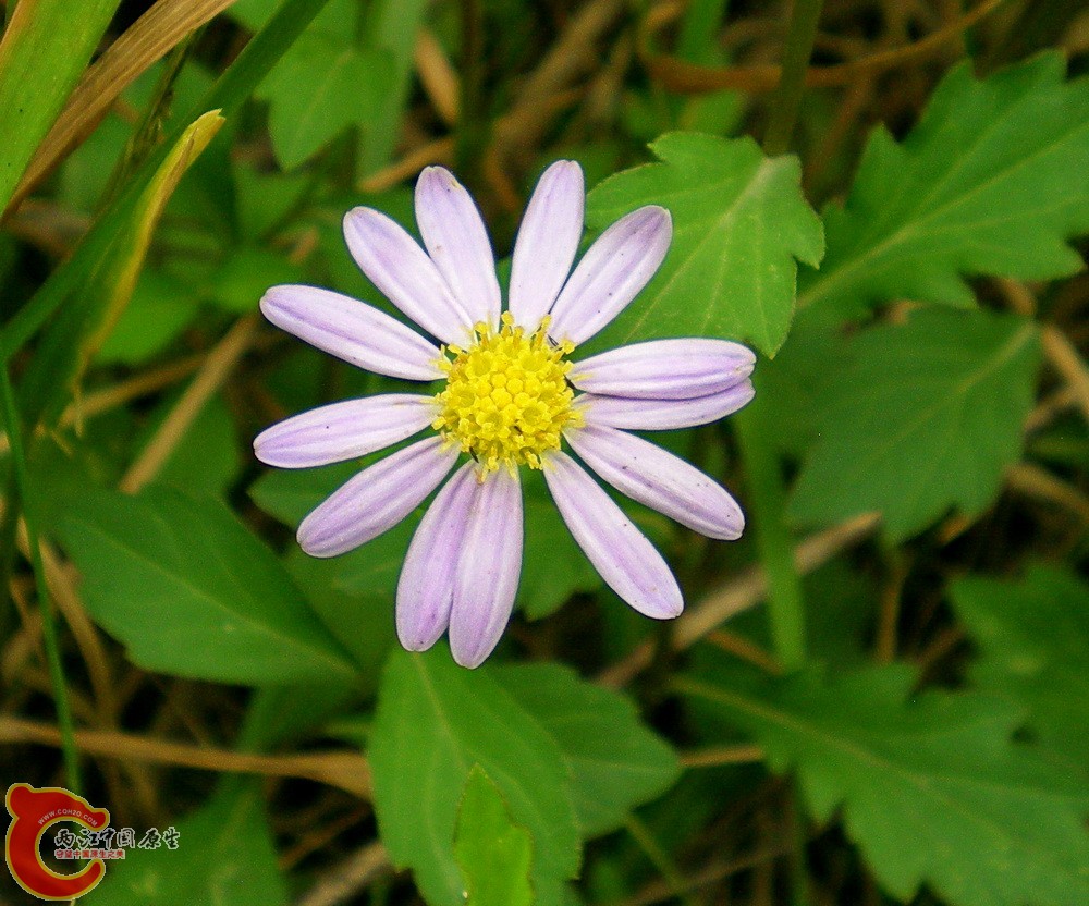 DSCN4035.JPG DSCN4035.JPG