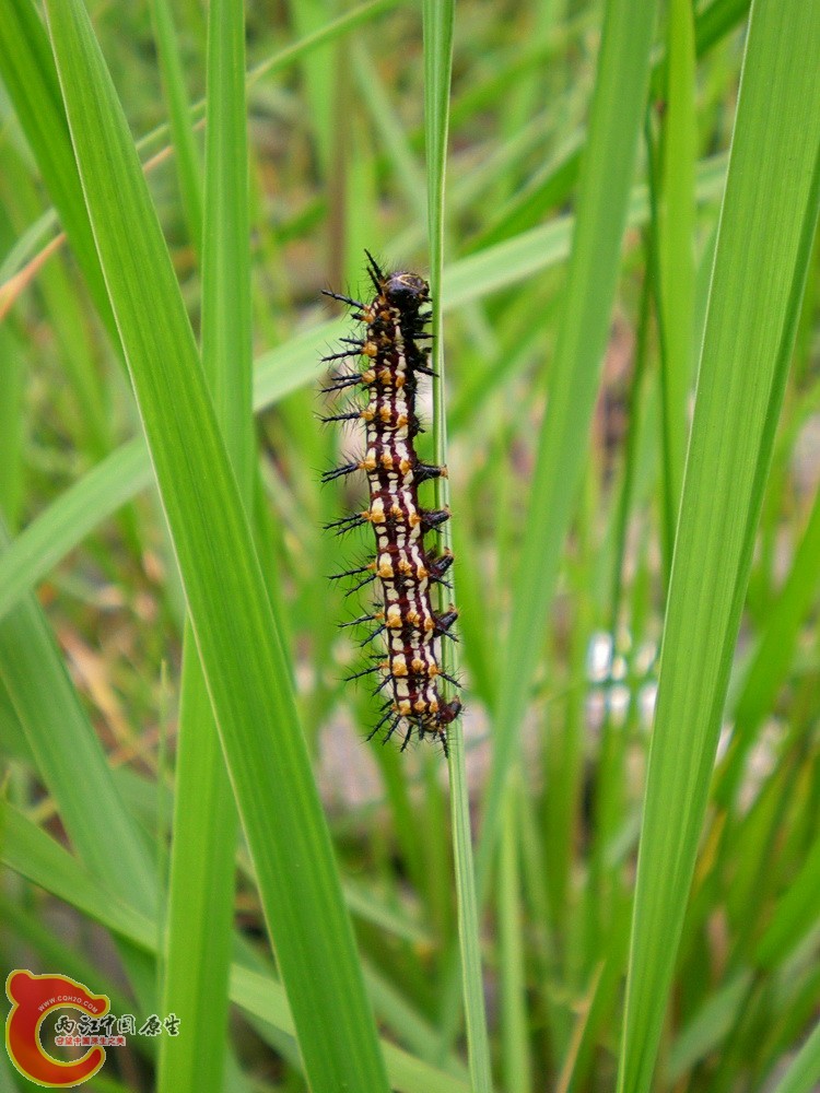 DSCN4037.JPG DSCN4037.JPG