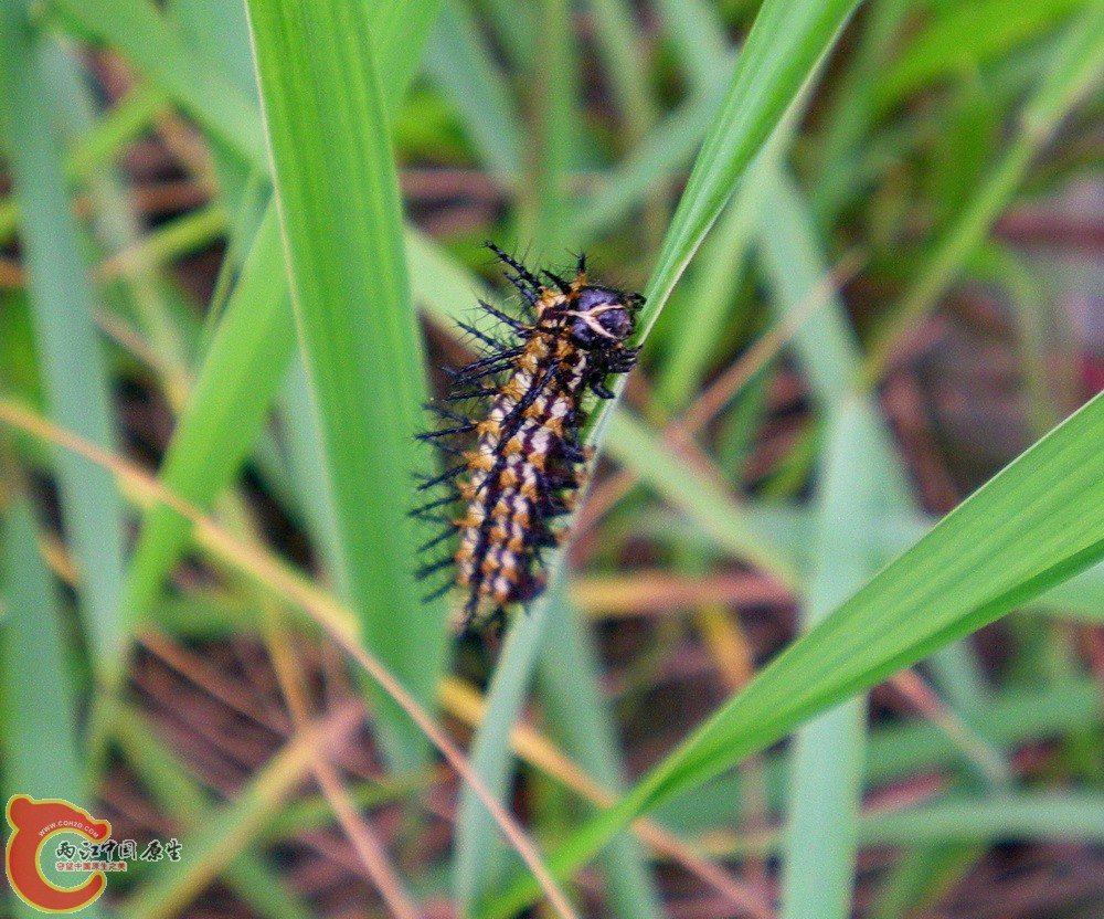 DSCN4038.JPG DSCN4038.JPG