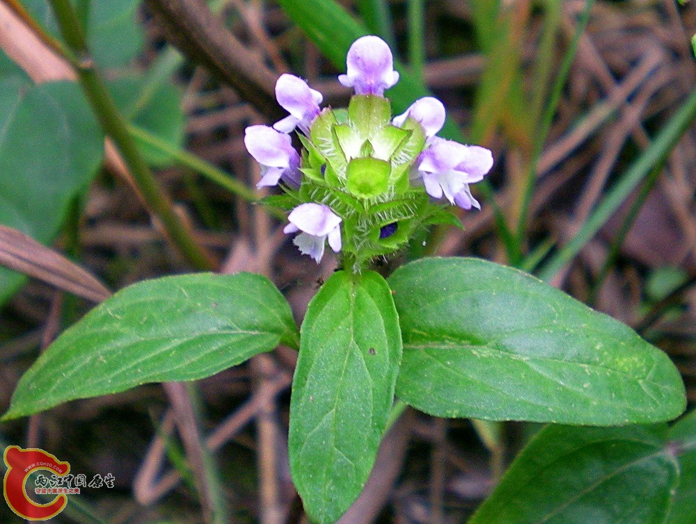 DSCN4041.JPG DSCN4041.JPG