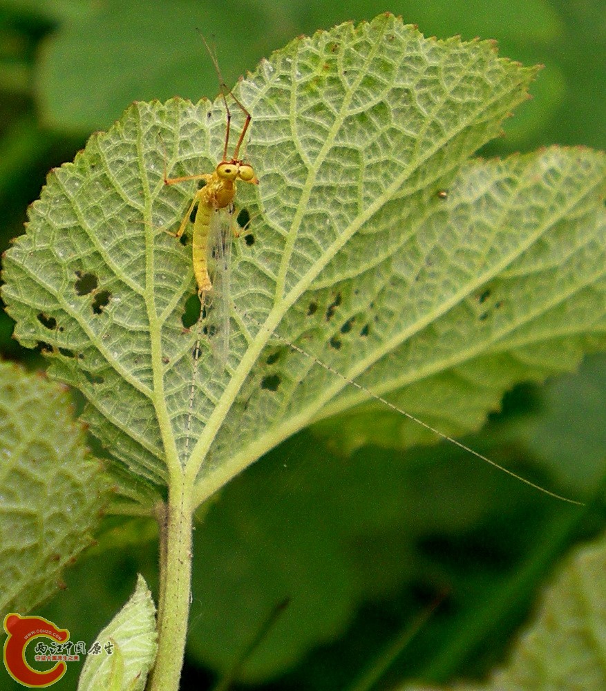 DSCN4046.JPG DSCN4046.JPG