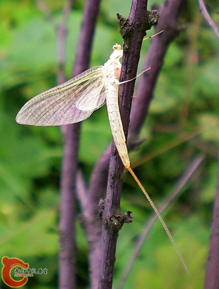 DSCN4050.JPG DSCN4050.JPG