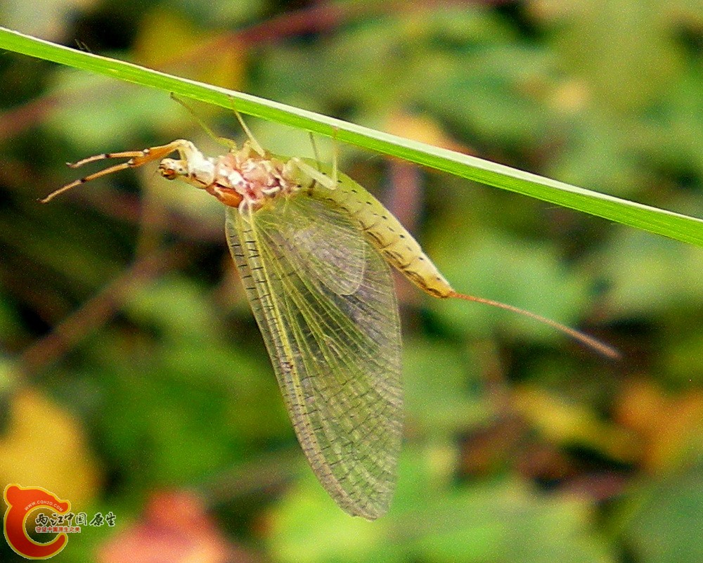 DSCN4062.JPG DSCN4062.JPG