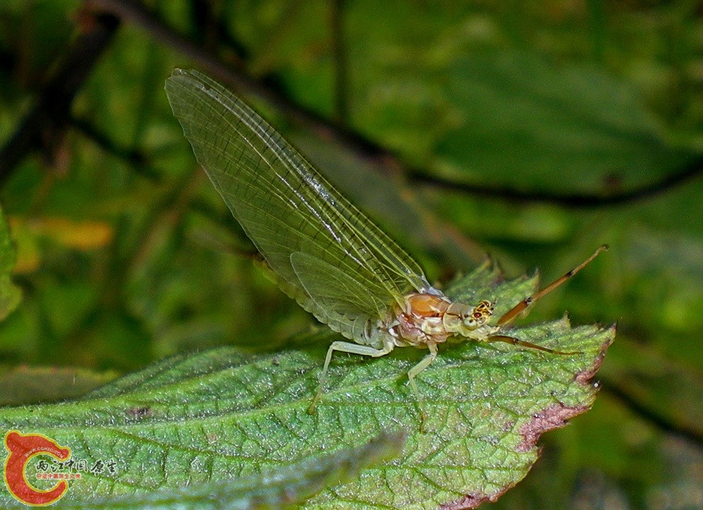 DSCN4065.JPG DSCN4065.JPG