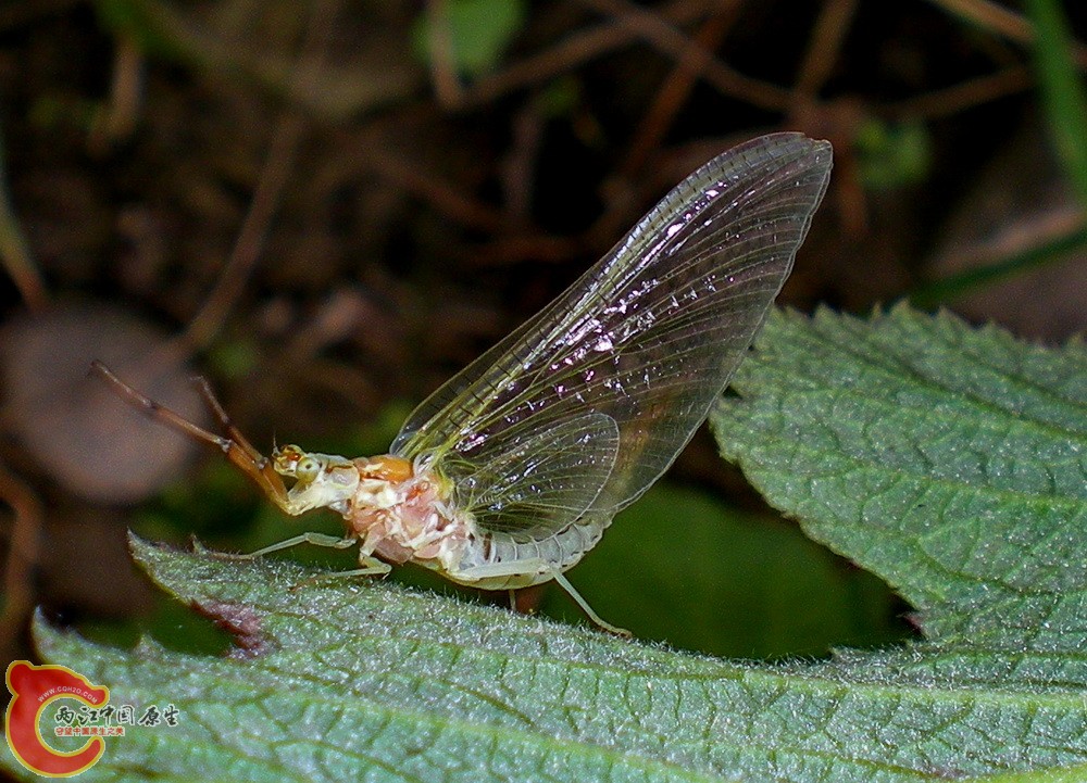 DSCN4066.JPG DSCN4066.JPG