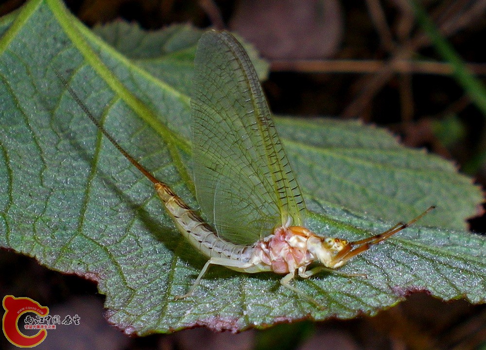 DSCN4067.JPG DSCN4067.JPG