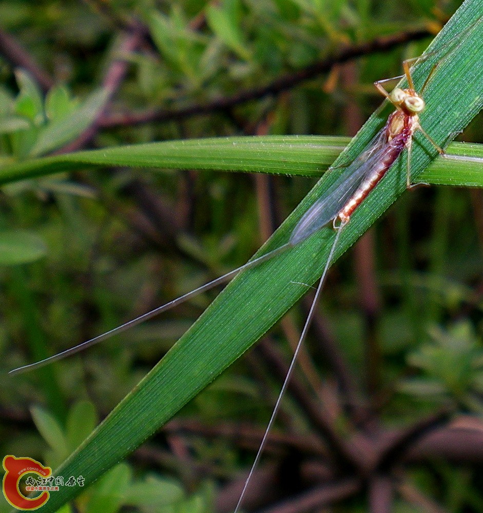 DSCN4068.JPG DSCN4068.JPG