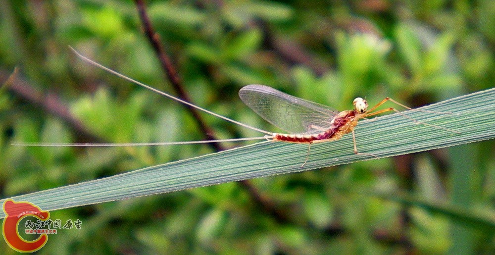 DSCN4073.JPG DSCN4073.JPG