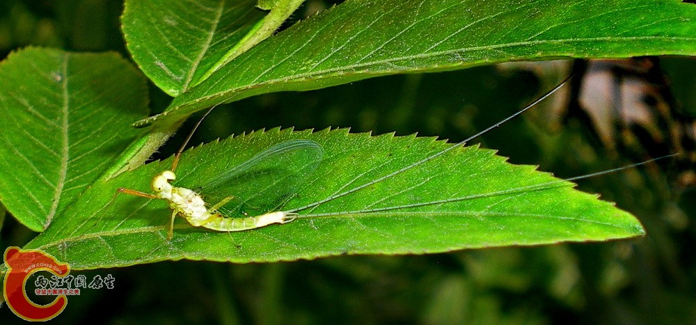 DSCN4078.JPG DSCN4078.JPG