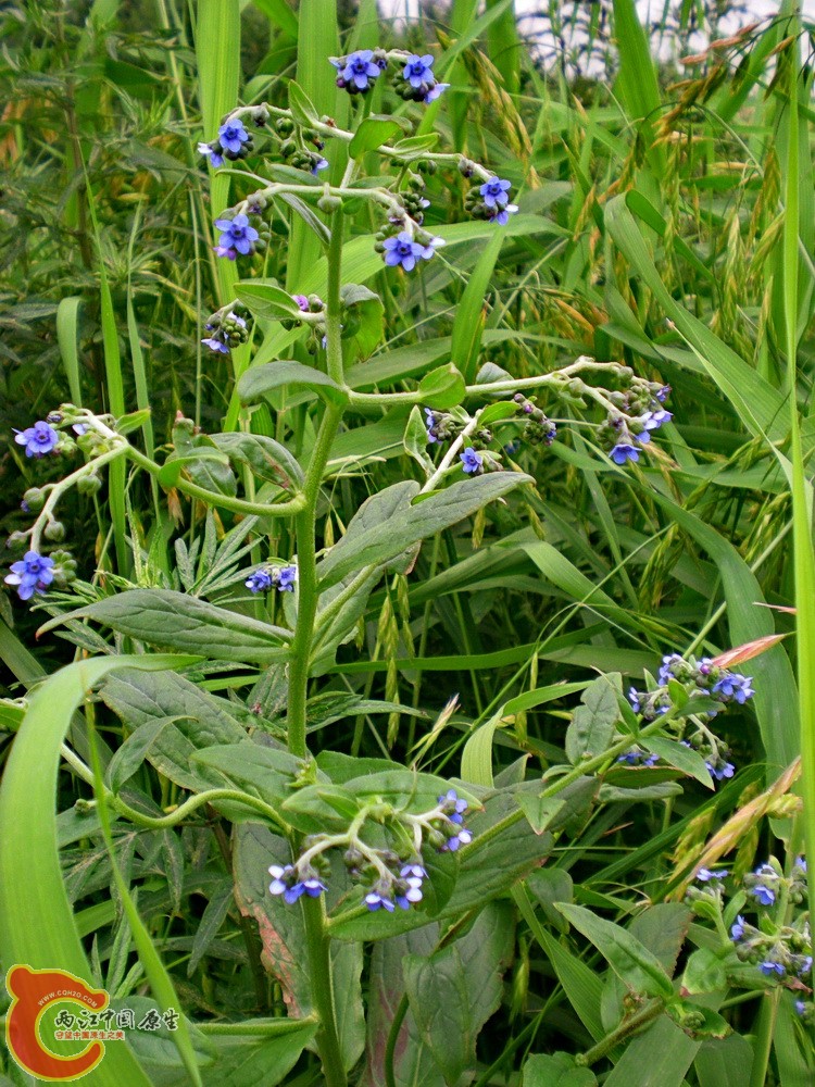 DSCN4081.JPG DSCN4081.JPG