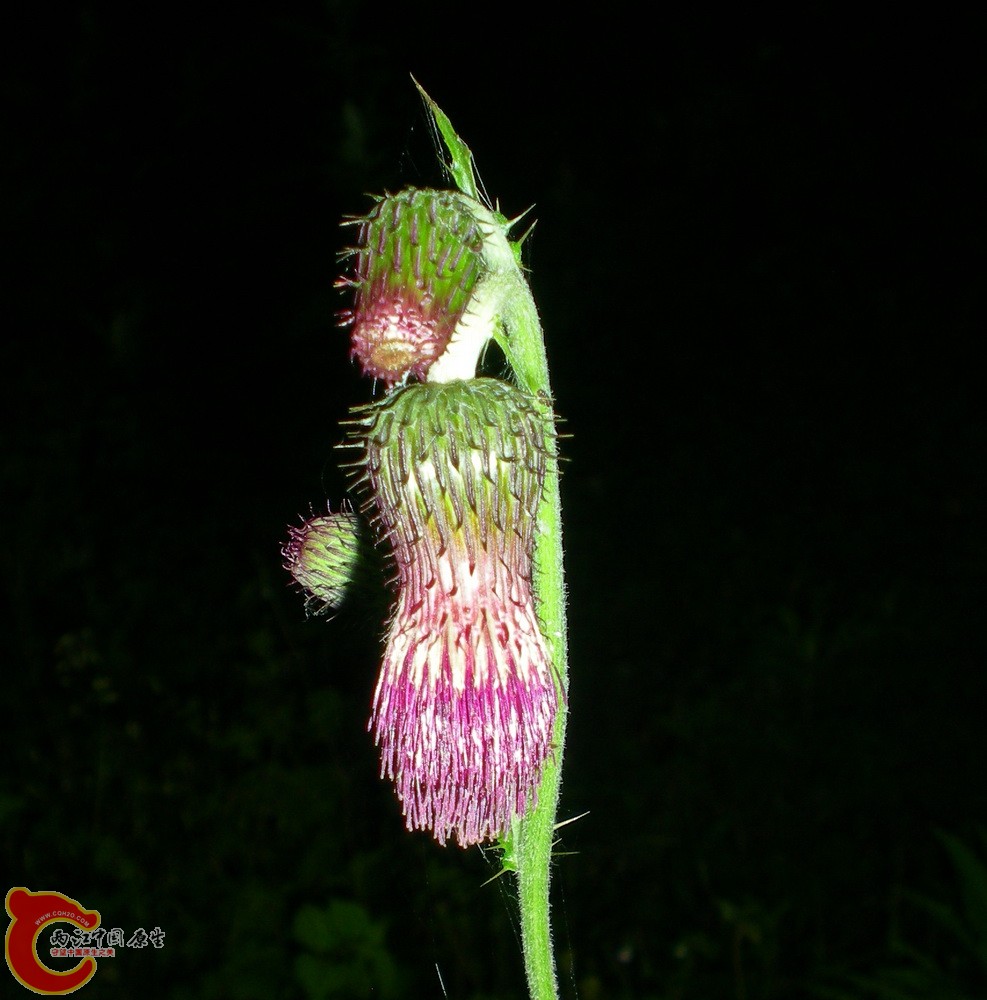 DSCN4091.JPG DSCN4091.JPG