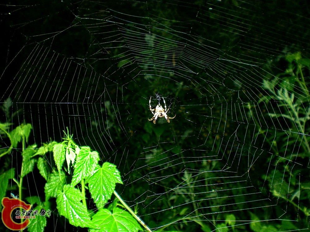 DSCN4094.JPG DSCN4094.JPG