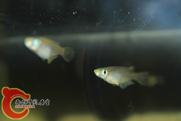 DSC_0532=.jpg
