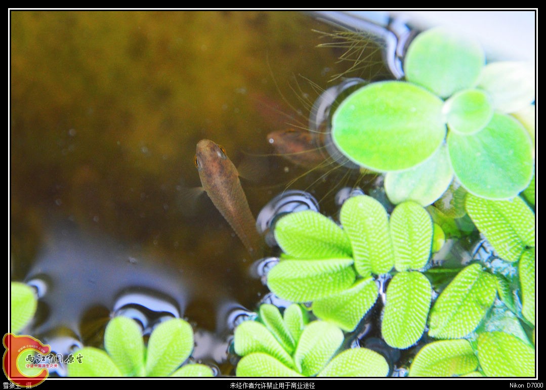 DSC_0445_副本.jpg