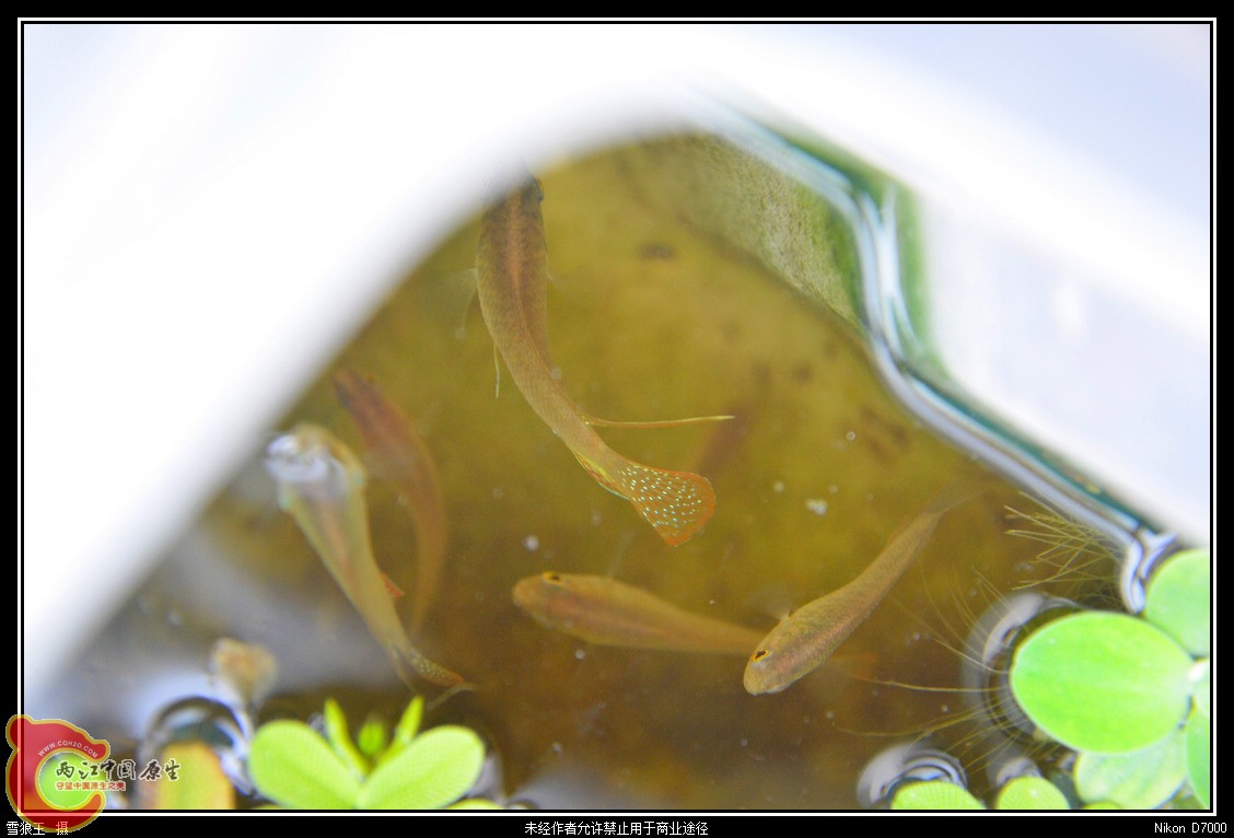 DSC_0456_副本.jpg